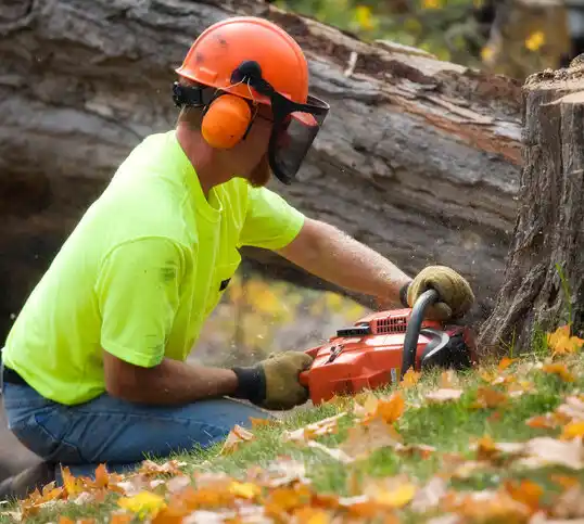 tree services Cut Bank